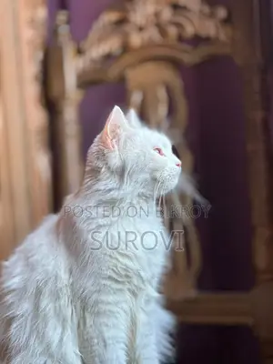 Parisian Pure Female Cat