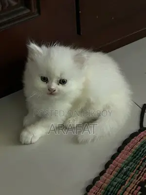 ব্লু আই পার্সিয়ান বেবি
