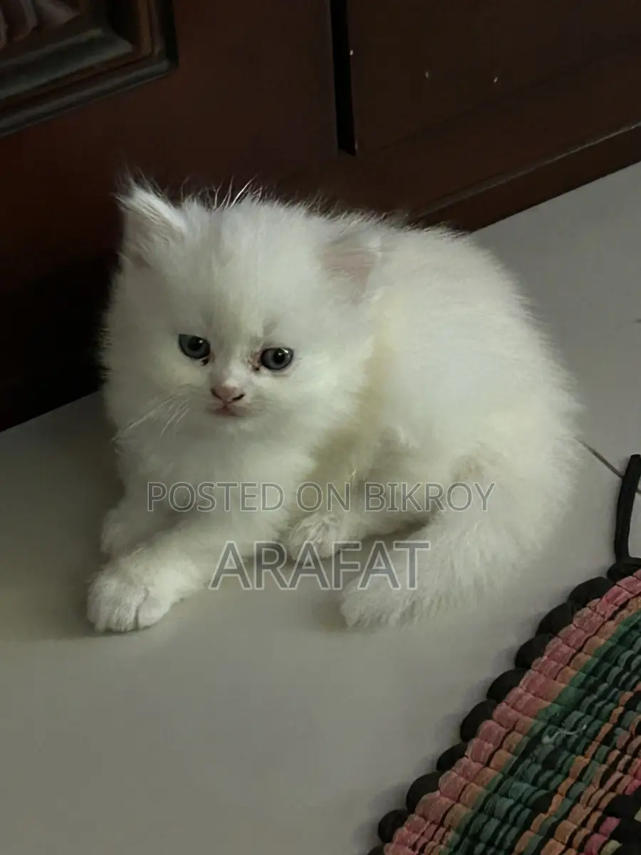 ব্লু আই পার্সিয়ান বেবি