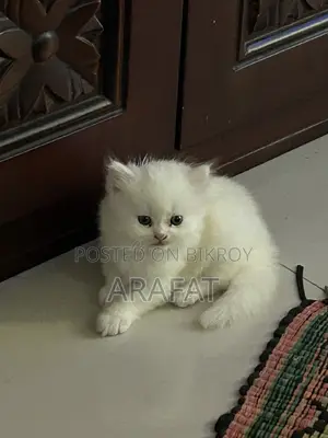 ব্লু আই পার্সিয়ান বেবি