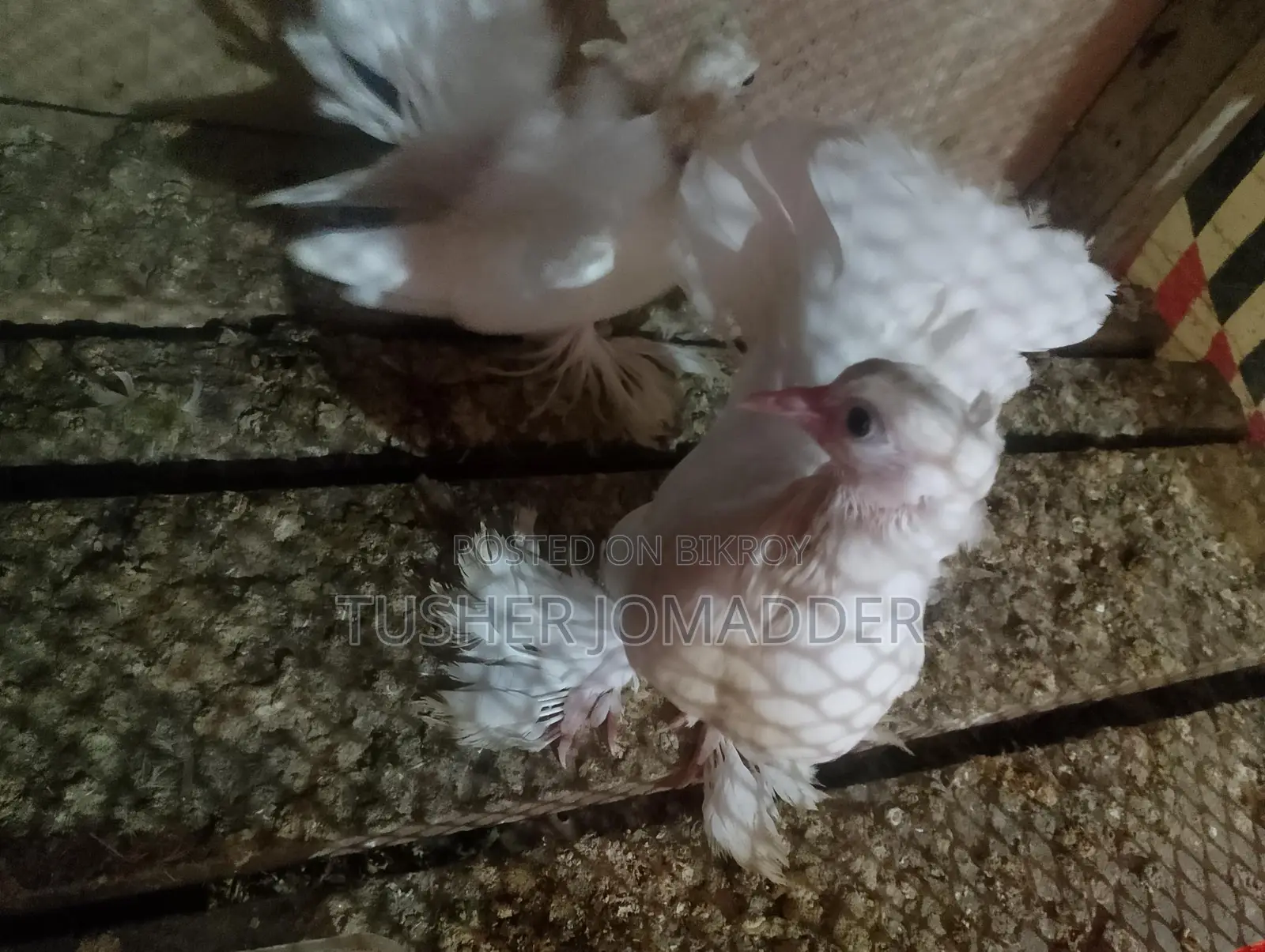Lakha Pigeon Chicks