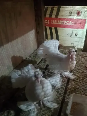 Lakha Pigeon Chicks