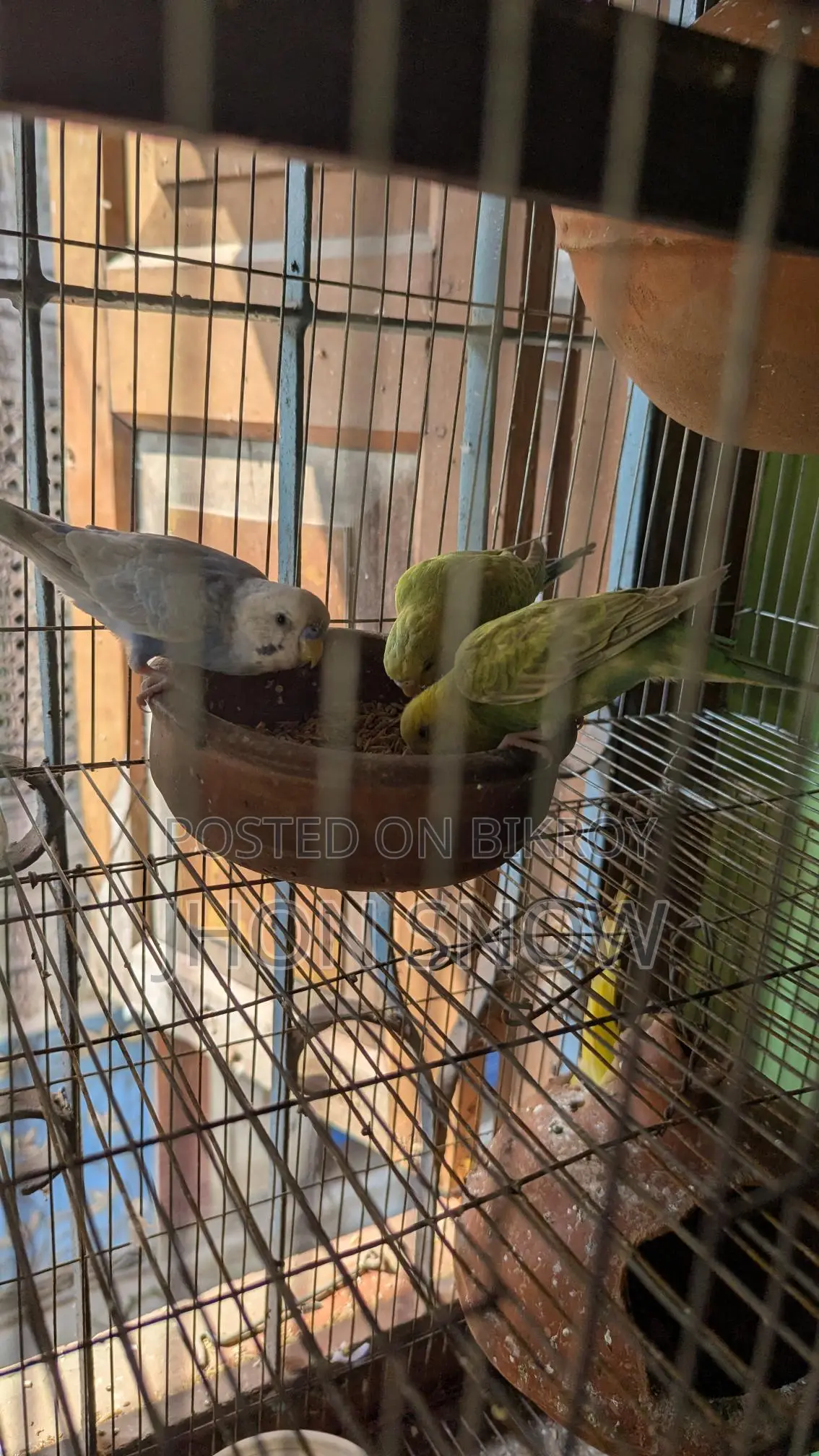 Budgie Birds for Sale