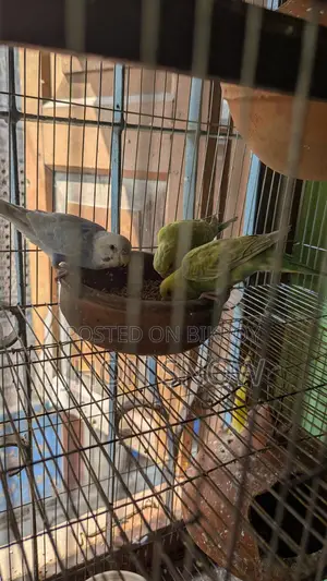Budgie Birds for Sale