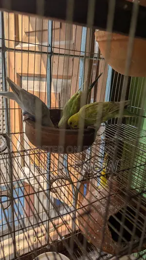 Budgie Birds for Sale