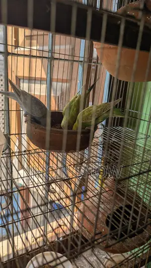 Budgie Birds for Sale