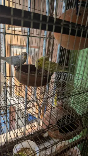 Budgie Birds for Sale