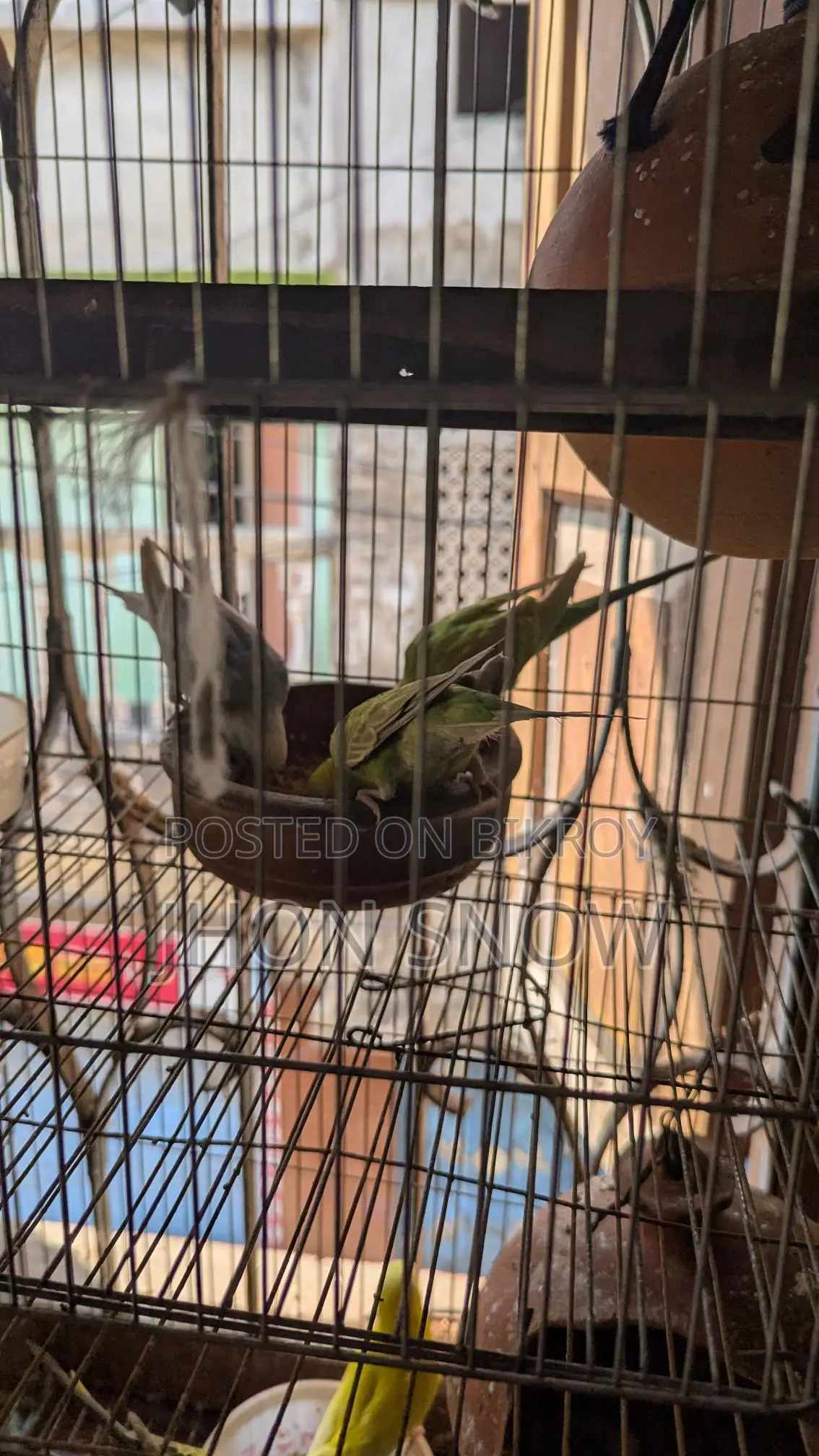 Budgie Birds for Sale