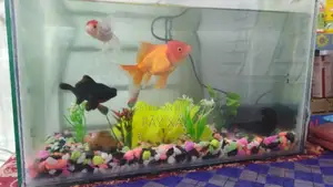 Selling aquarium with 3 fish, size 24-15 inches