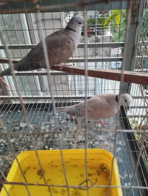 Pair of Australian Dove Birds for Sale