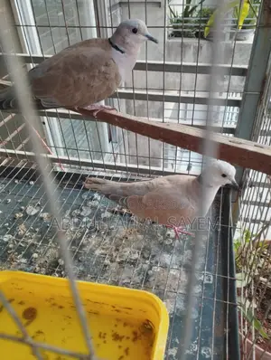 Pair of Australian Dove Birds for Sale