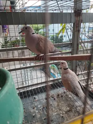 Pair of Australian Dove Birds for Sale