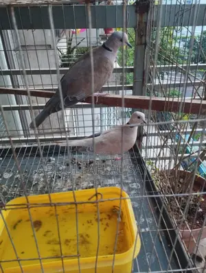 Pair of Australian Dove Birds for Sale