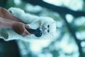 Hand Fan Mini