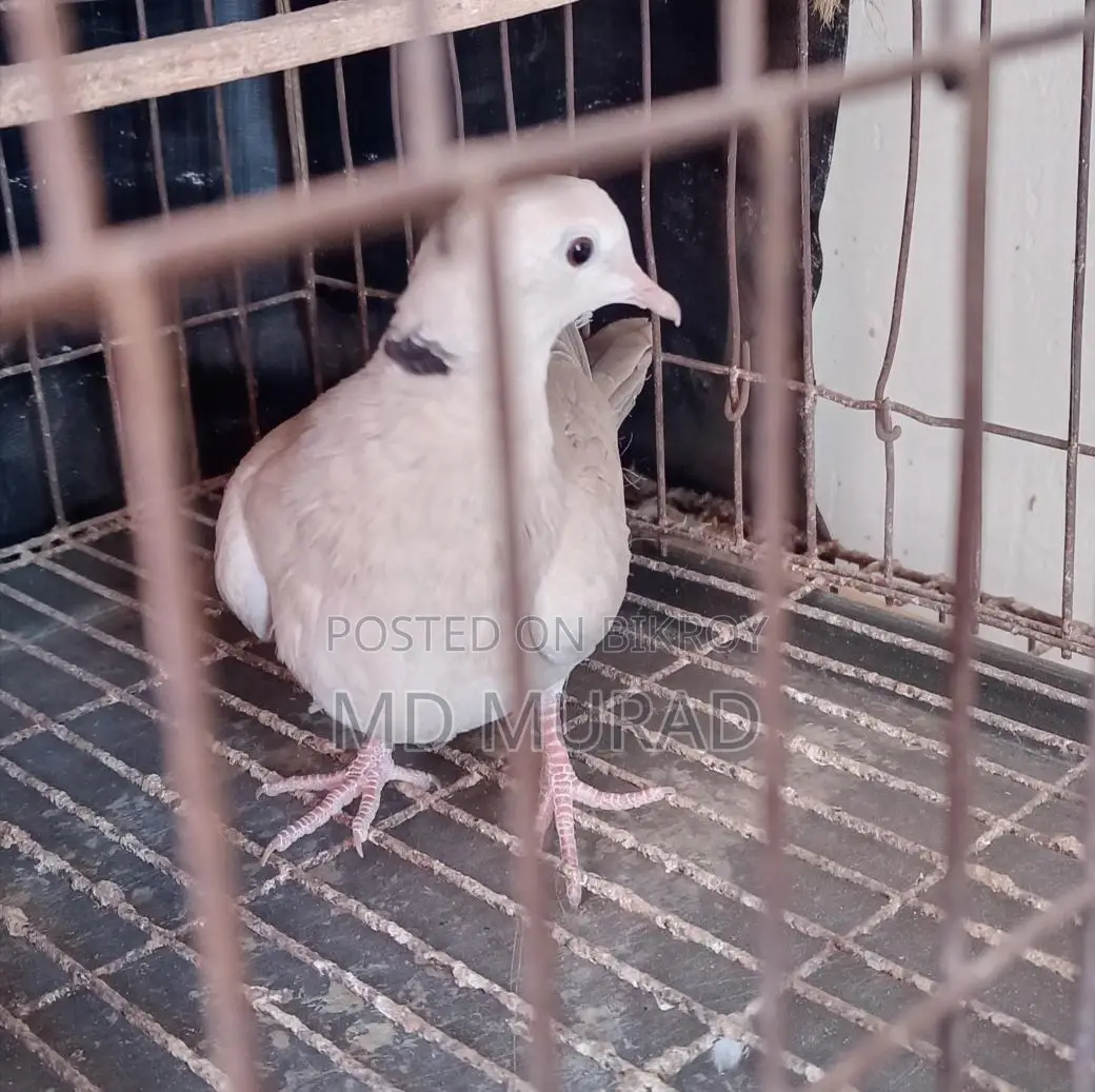 Australian Female Dove