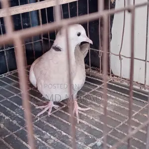 Australian Female Dove