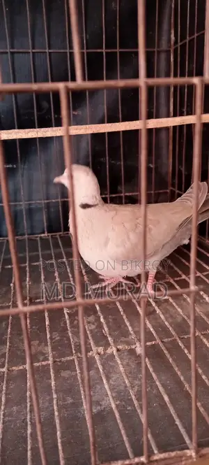 Australian Female Dove