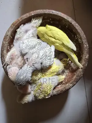 Tame Size Baby Available, Perfect for Taming.