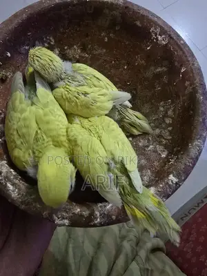 Tem Size Baby Available টেম করার জন্য উপযুক্ত।