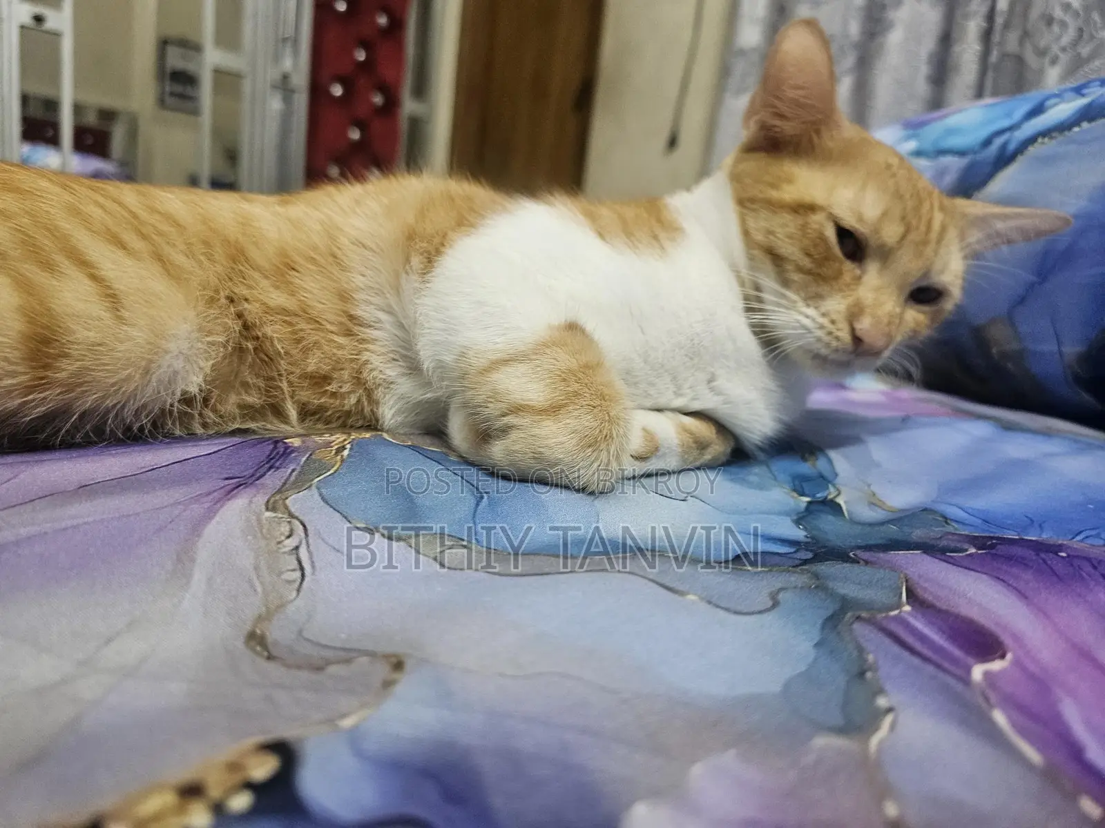 White Cat Black Brown Persian Badabi