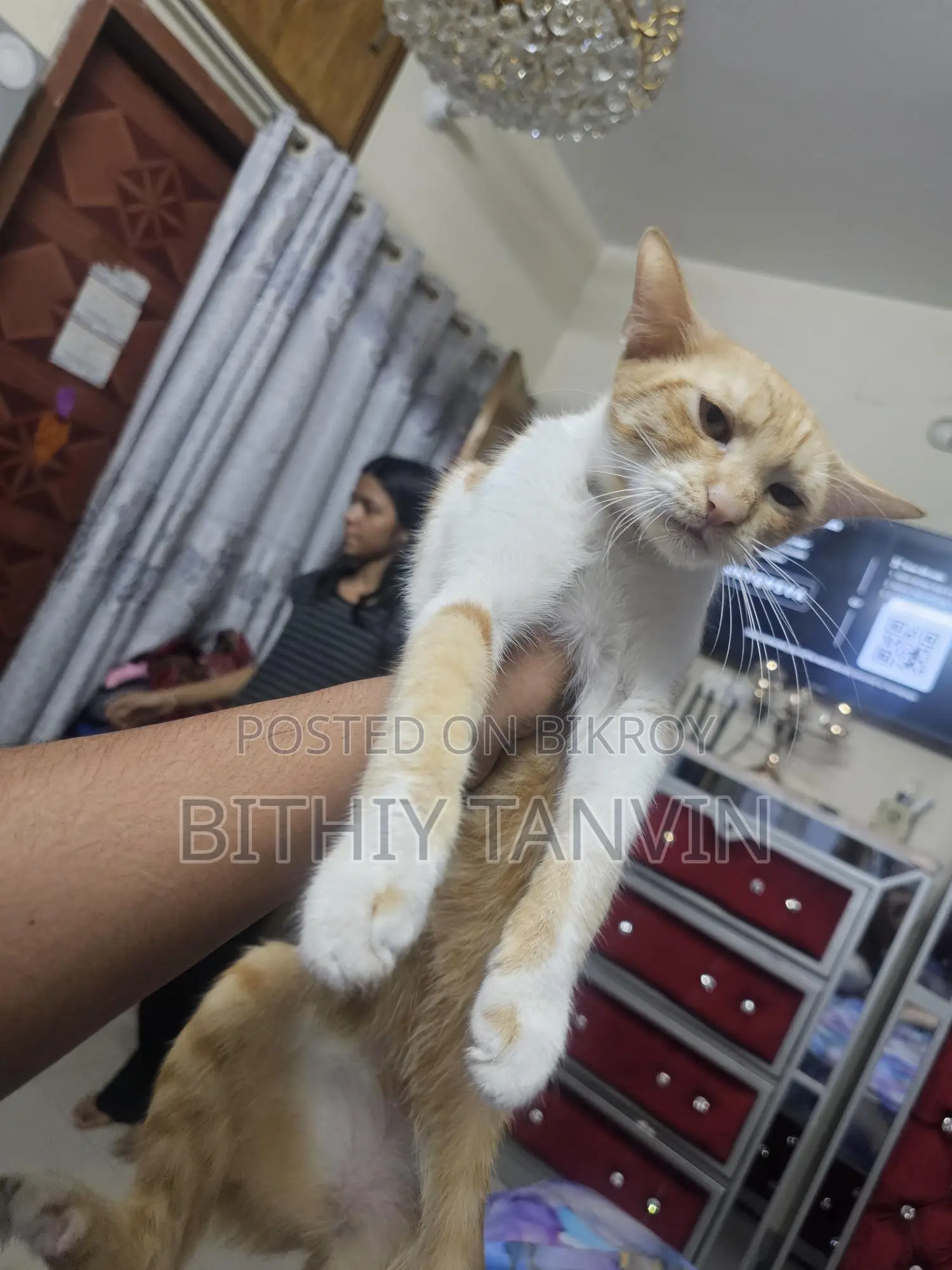 White Cat Black Brown Persian Badabi