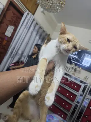 White Cat Black Brown Persian Badabi