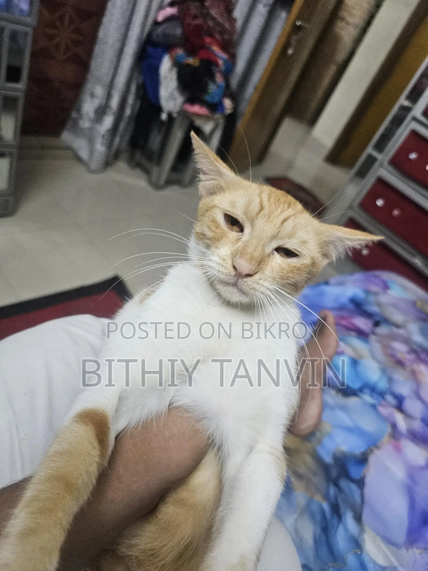 White Cat Black Brown Persian Badabi