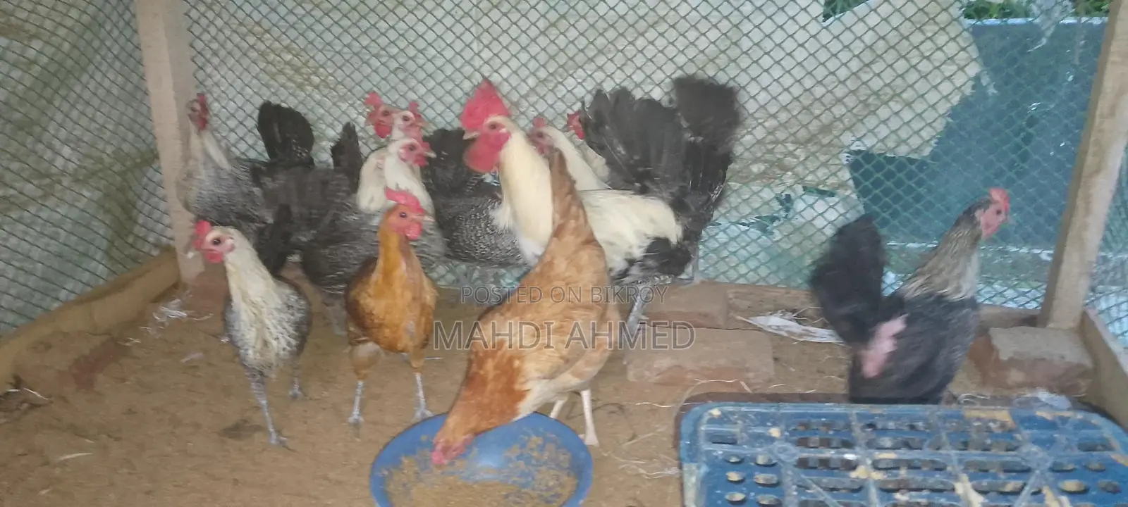 মিশরী পাউমি রোগ রানিং ডিম পারতাছে