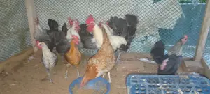 মিশরী পাউমি রোগ রানিং ডিম পারতাছে