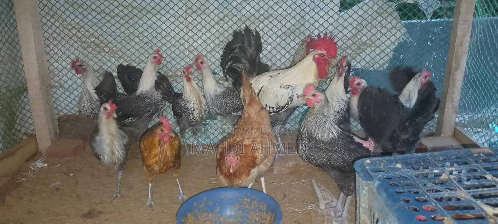 মিশরী পাউমি রোগ রানিং ডিম পারতাছে