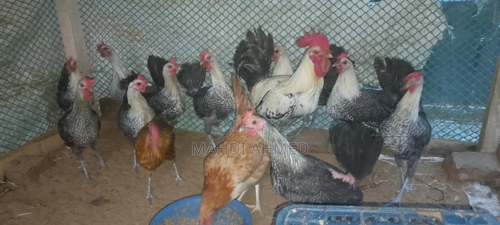 মিশরী পাউমি রোগ রানিং ডিম পারতাছে