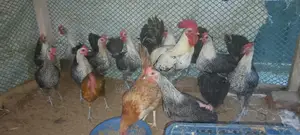 মিশরী পাউমি রোগ রানিং ডিম পারতাছে