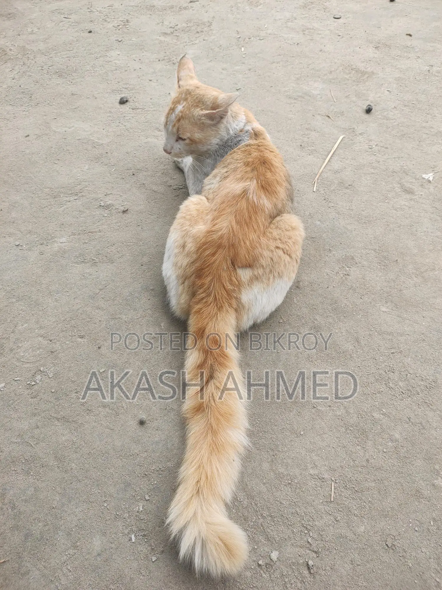 Biral Full Package