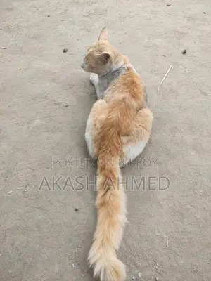 Biral Full Package