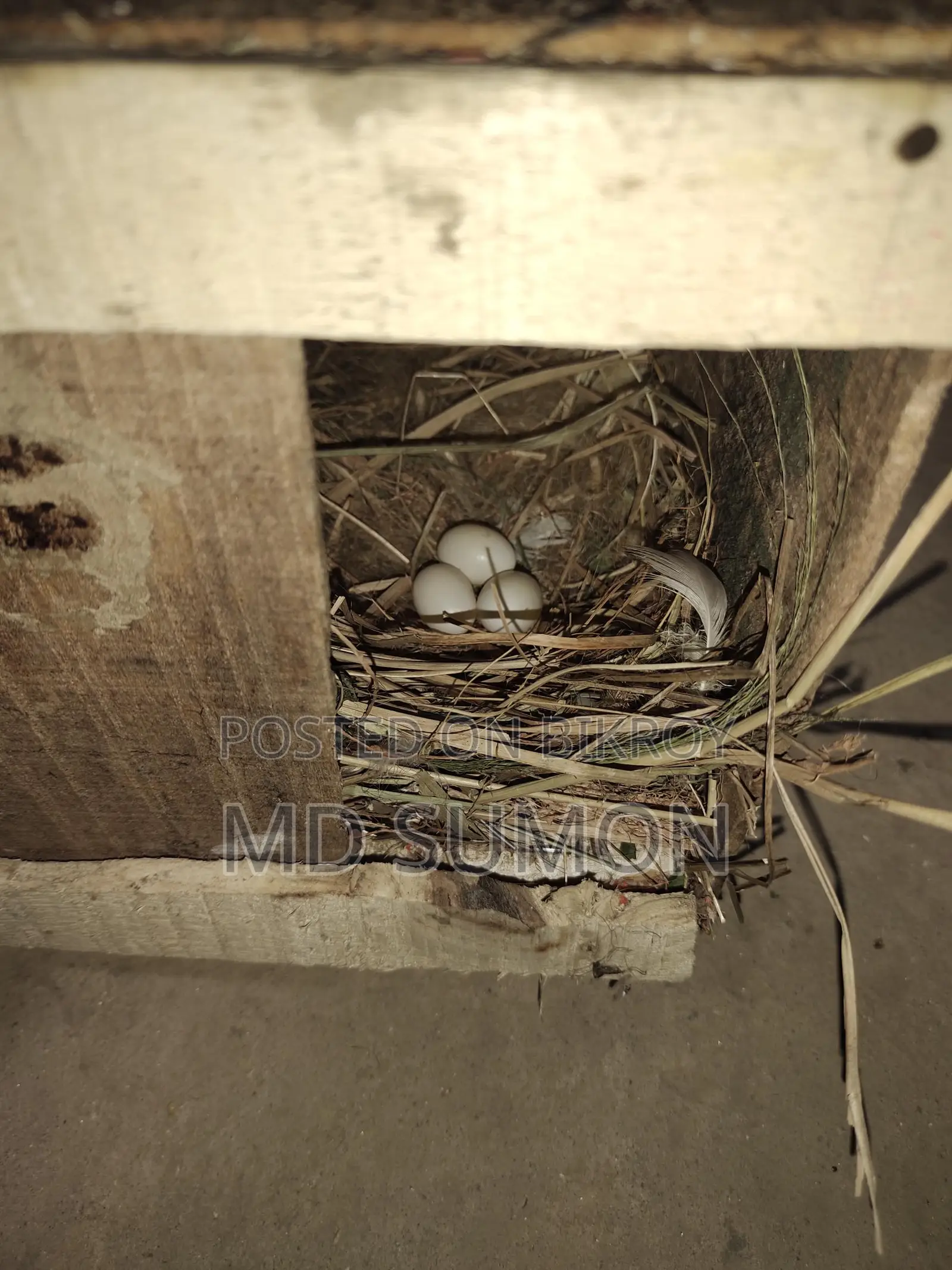 Bird cages