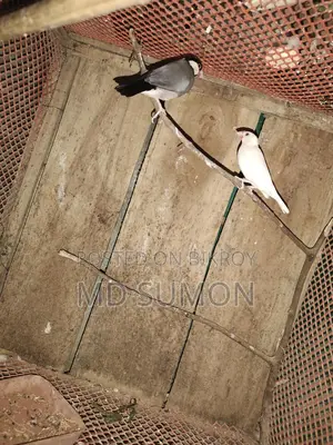 Bird cages