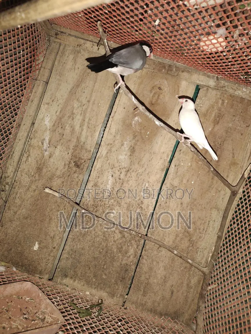 Bird cages