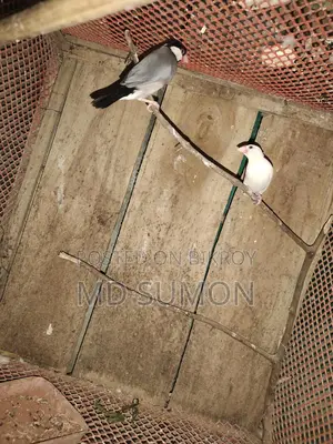 Bird cages