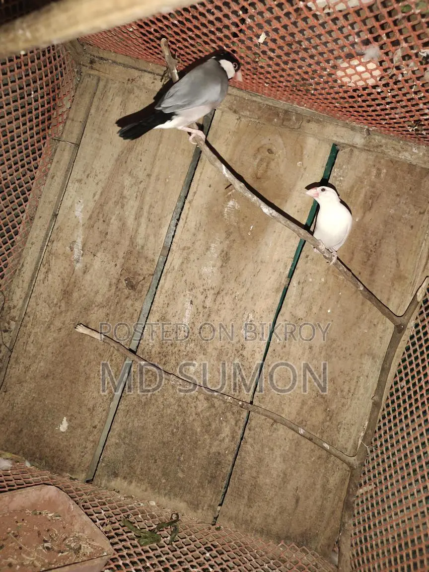 Bird cages