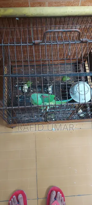 আলেকজান্ডার প্যারাকিট