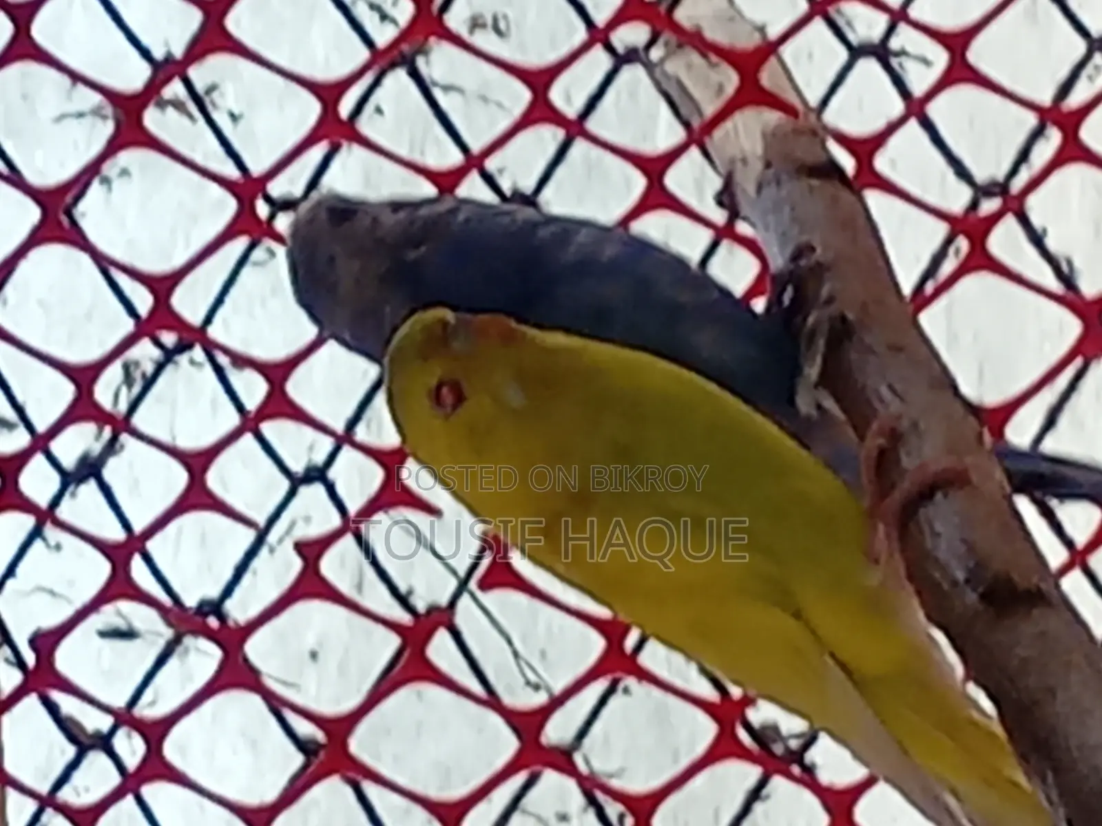 Adult Budgie Pair