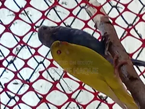 Adult Budgie Pair