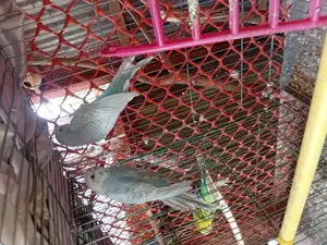 Adult Budgie Pair