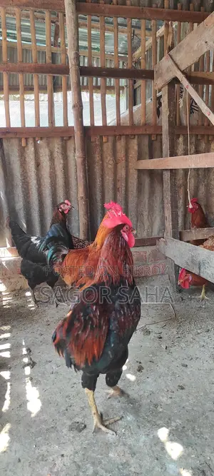 Original Deshi Rooster for Sale