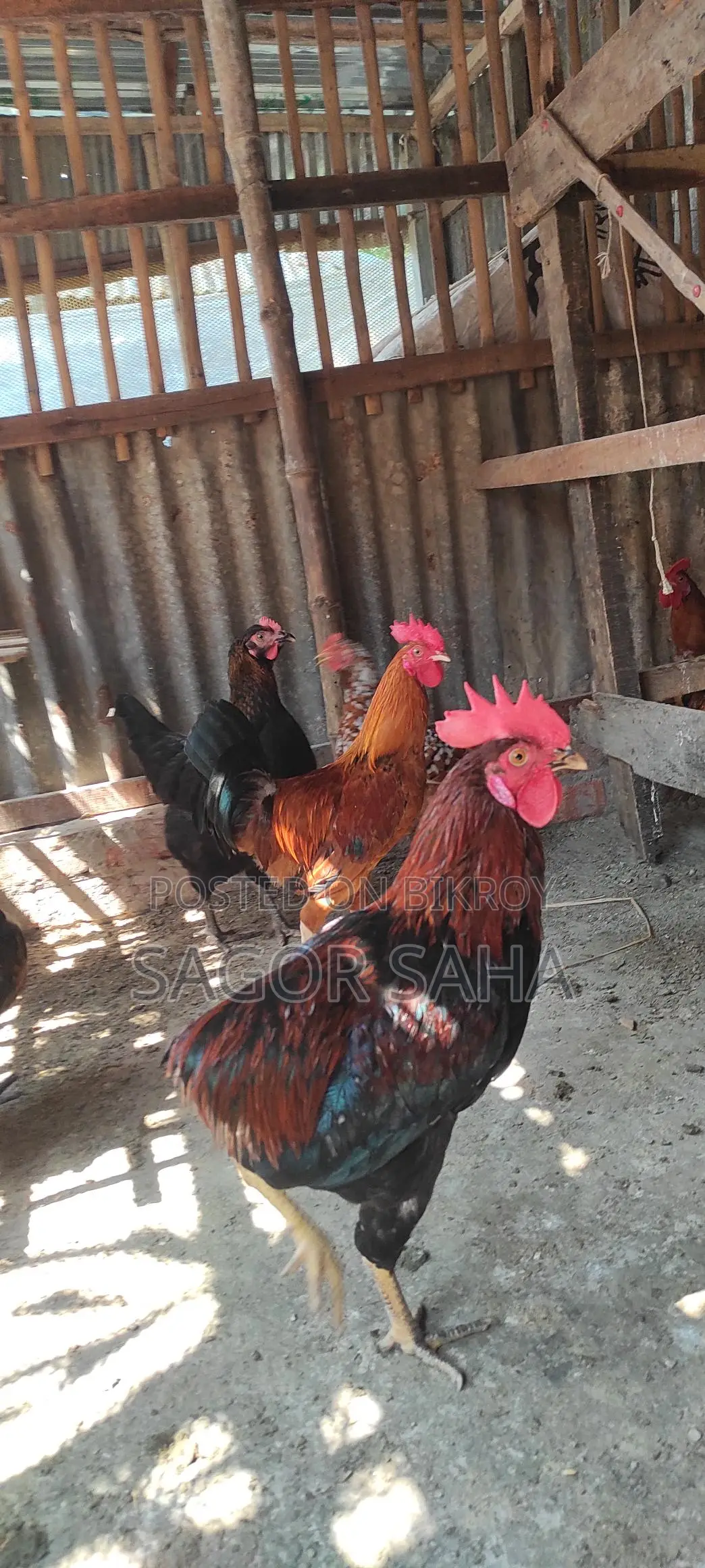 Original Deshi Rooster for Sale