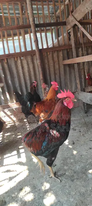 Original Deshi Rooster for Sale