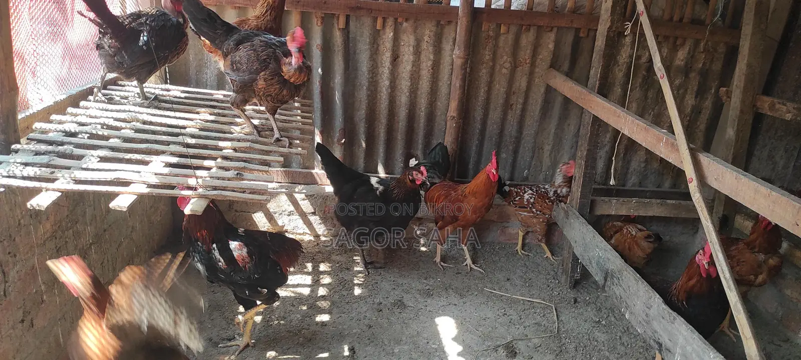 Original Deshi Rooster for Sale
