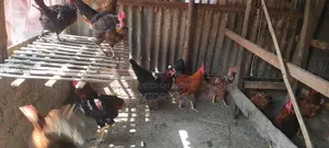 Original Deshi Rooster for Sale