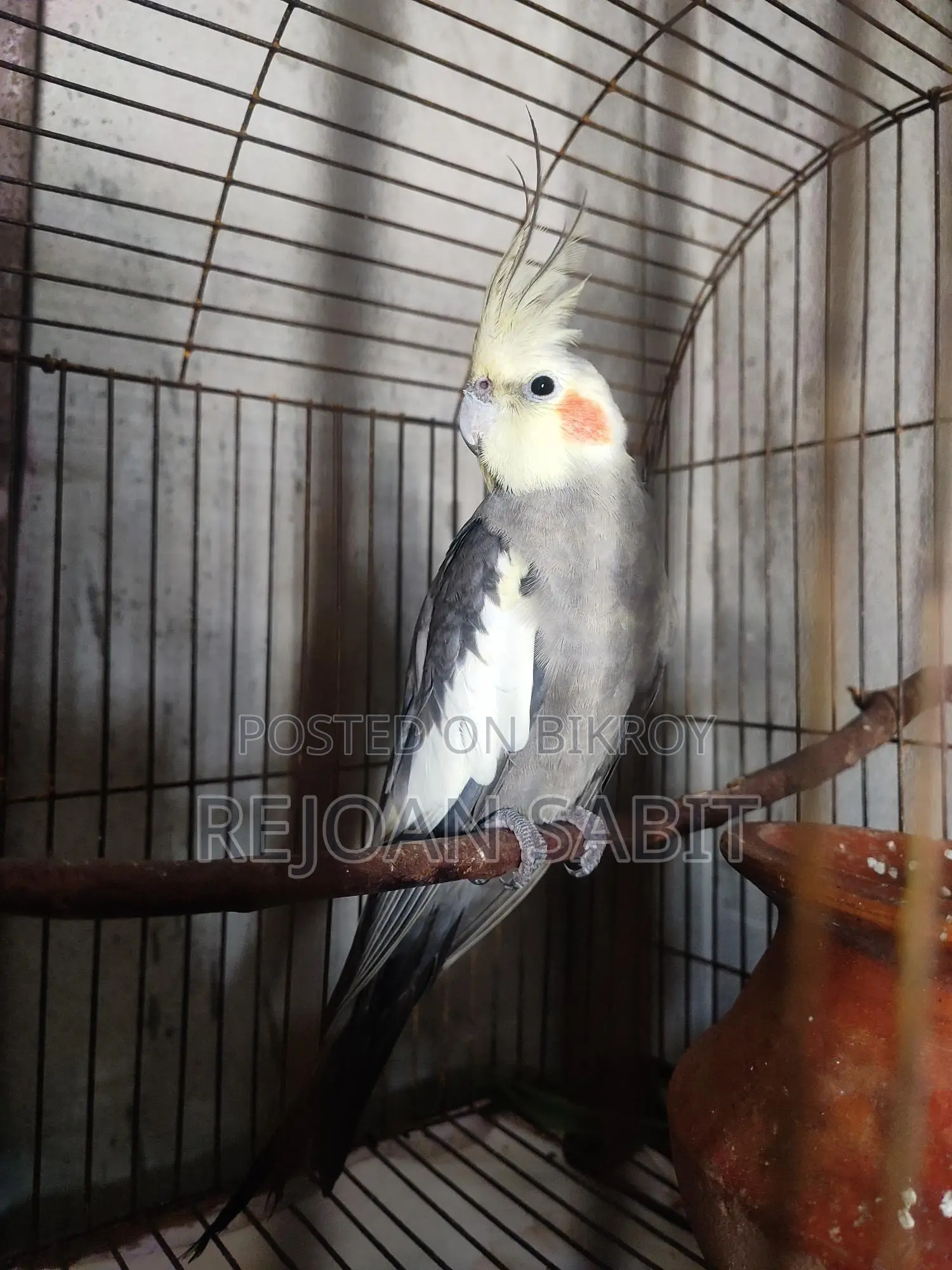 Cockatiel for sale (single)