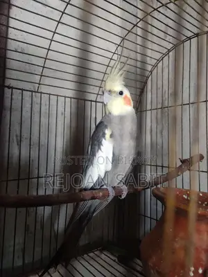 Cockatiel for sale (single)